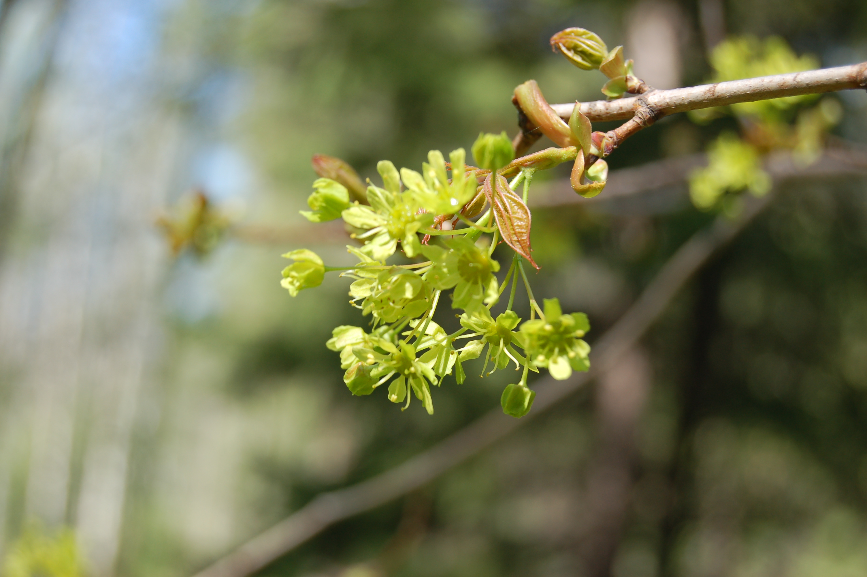 Acer platanoides L.– Клен остролистный 
