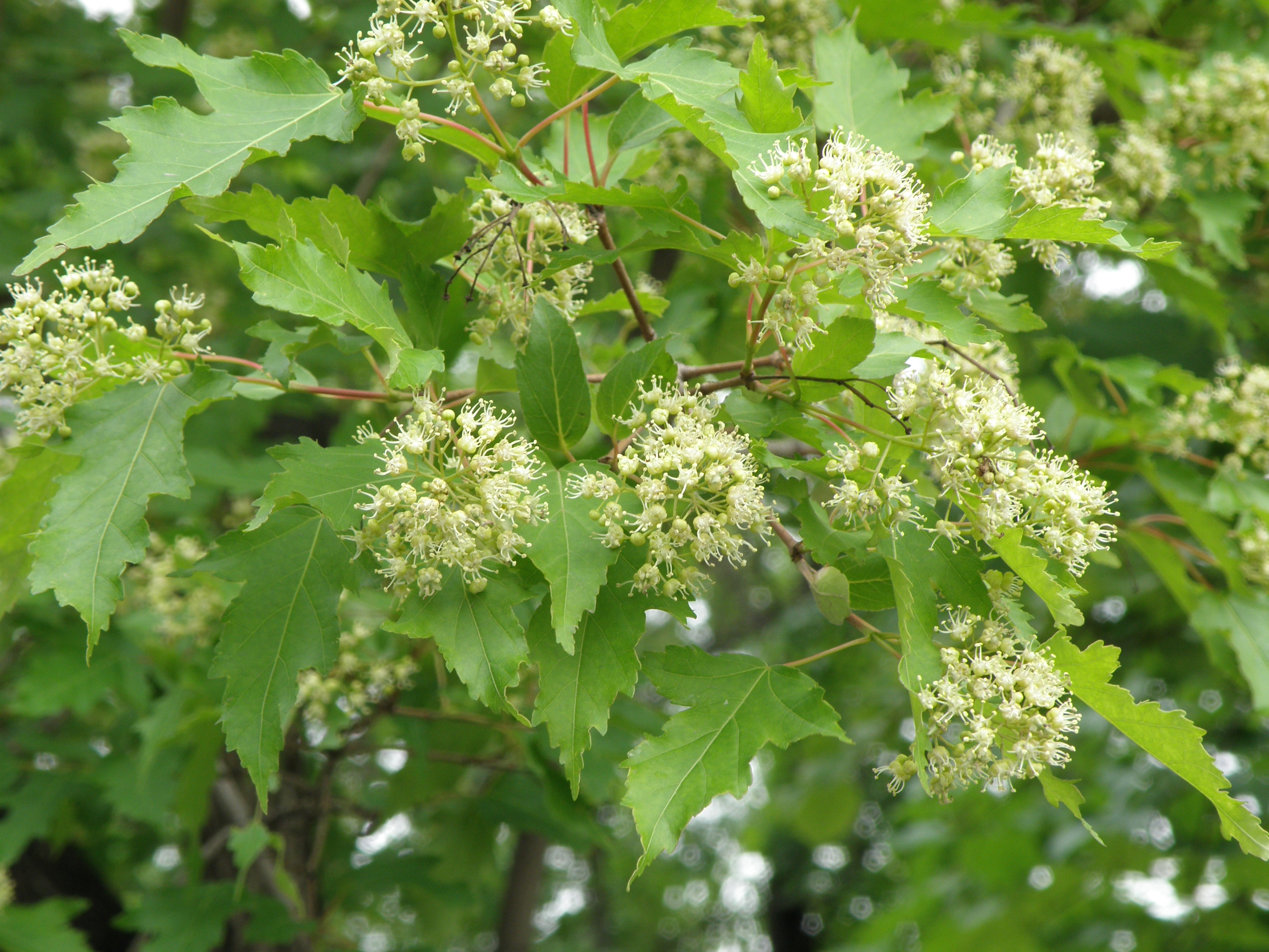 Acer ginnala Maxim. - Клен гиннала, приречный