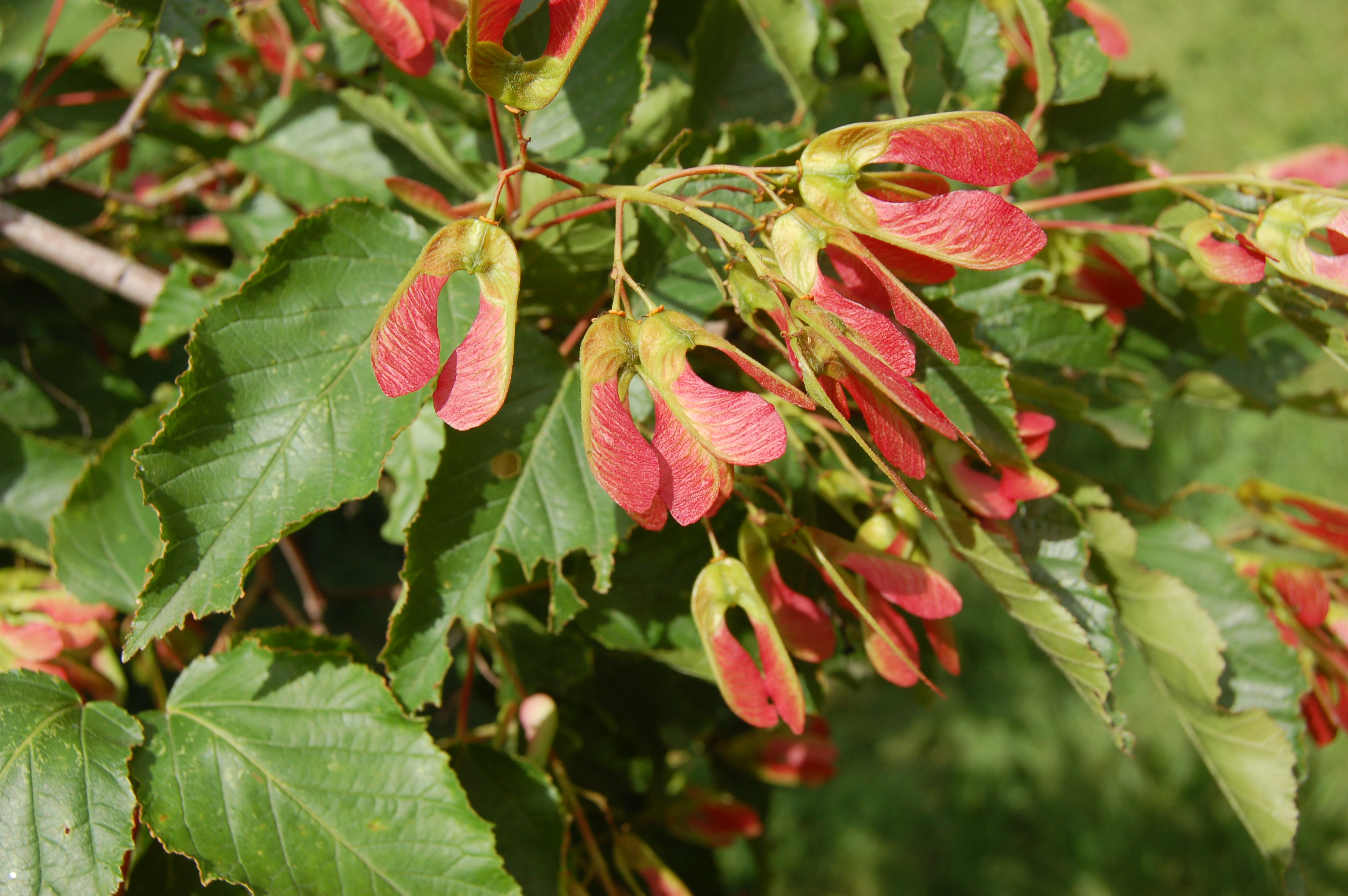 Acer tataricum L. – Клен татарский 