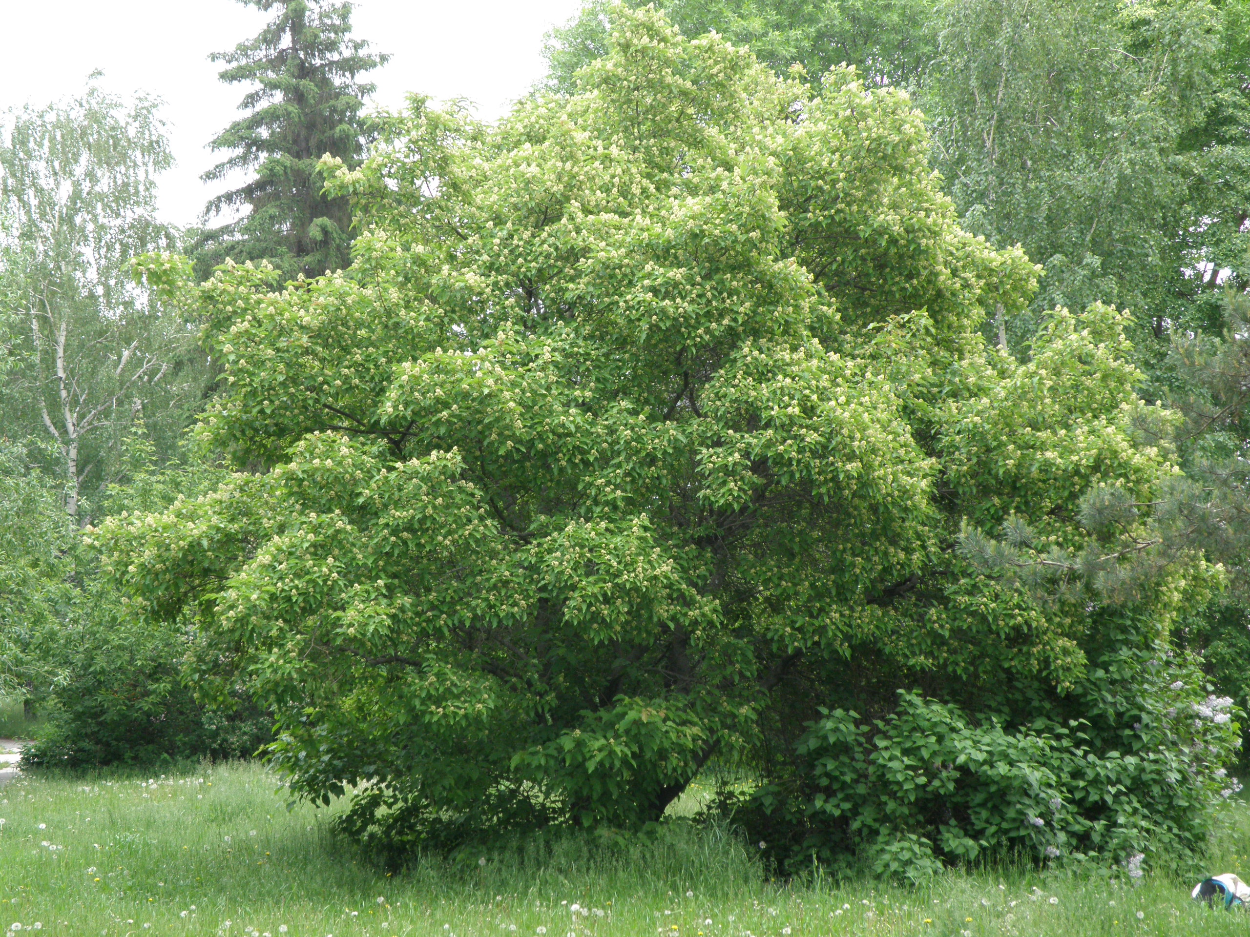 Acer tataricum L. – Клен татарский 