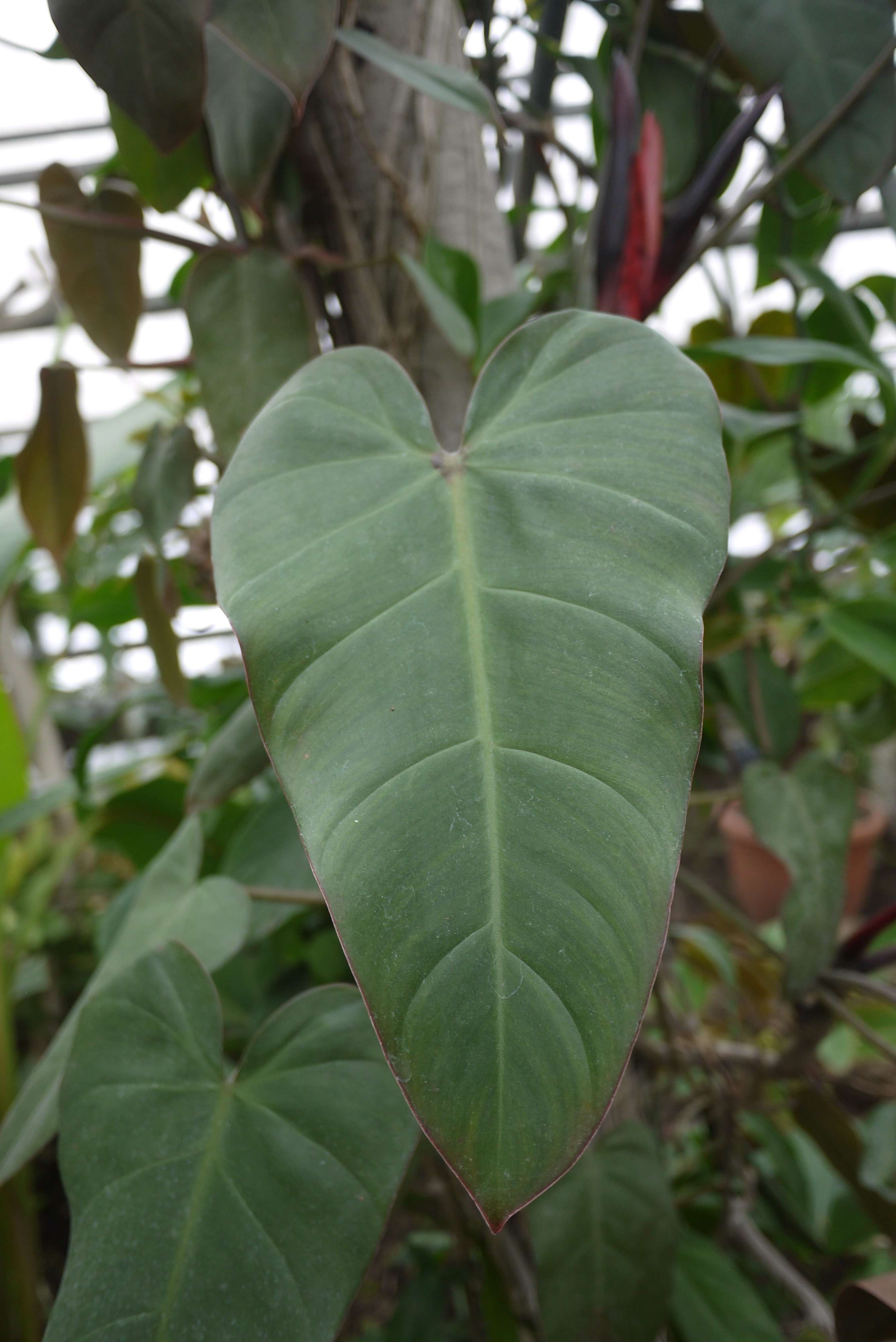 philodendron roter stiel Philodendron Rubrijuvenile El Choco Red