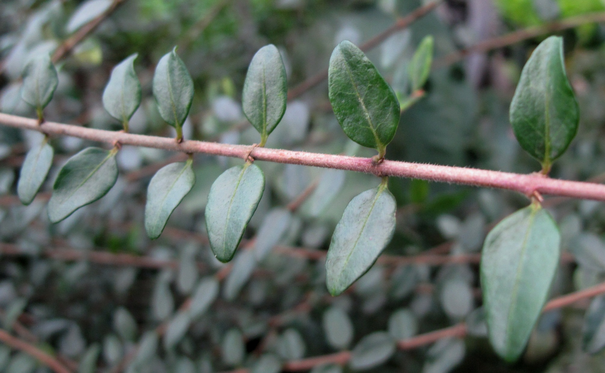 Коллекции растений ЦСБС СО РАН - Lonicera nitida Wiss. – Жимолость блестящая(по новым данным Lonicera ligustrina var. yunnanensis Franch.)