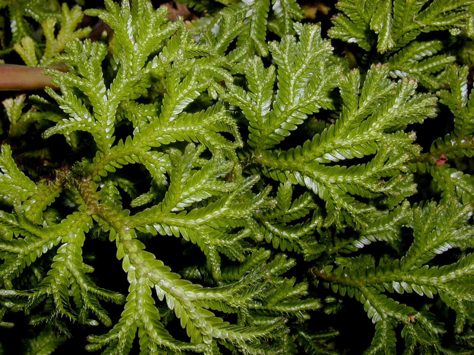 Коллекции растений ЦСБС СО РАН - Selaginella martensii Spring – Селагинелла  Мартенса