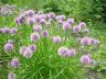 Allium montibicalense Frisen 18-06-2007.JPG