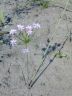 Coloscordum neriniflorum Herb. 5-08-2002.jpg