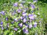 Campanula trachelium L. 17-07-2007.JPG