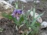 Iris glaucescens Bunge 16-05-2011.JPG