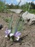 Iris lacteaPall. 27-05-2011.JPG