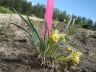 Iris potaninii Maxim. 27-05-2011.JPG