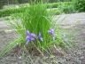 Iris ruthenica Ker.-Gawl.  29-05-2009.JPG