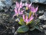 Erythronium sibiricum (Fisch.et C.A.Mey) Krylov 3-05-2010.JPG