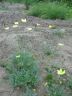 Papaver popovii Sipl. 10-07-2012.jpg