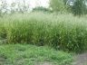 Festuca gigantea (L.) Vill. 16-07-2009.JPG