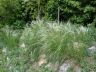 Stipa pennata L. 10-06-2010.JPG