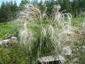 Stipa zalesskii Wilensky 27-06-08.JPG