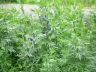 Aconitum altaicum Steinb.18-06-2007.JPG