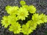 Adonis vernalis L. 26-04-2007.JPG