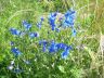 Delphinium grandiflorum L. 28-06-2007.jpg