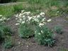 Thalictrum petaloideum L. 10-06-2010.JPG