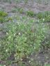 Viola arvensis Murray 05-07-2014.jpg