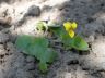 Viola biflora L. 16-05-2011.jpg