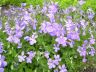 Viola cornuta L. 18-06-2007.jpg