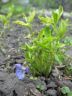 Viola dactyloides Schultes 29-05-2013.jpg