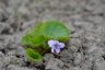 Viola epipsila Ledeb.  17-05-2015.JPG