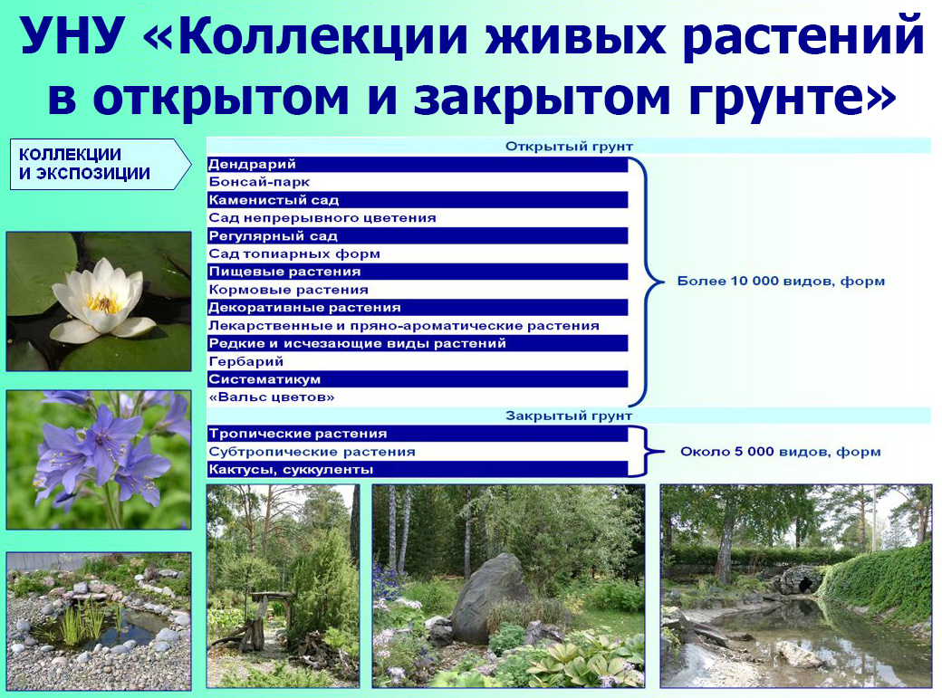 Закрытый грунт растения Закрытый грунт растения