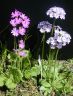 P-farinosa_P-cortusoides.jpg