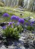 Pr_denticulata-2.jpg