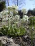 Pr_denticulata-3.jpg