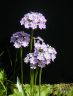Primula-farinosa-1.jpg