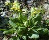 Primula-macrocalyx-1.jpg