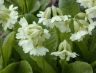 Primula-pallasii-1.jpg