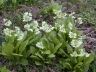 Primula-pallasii.jpg