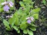 Primula-sieboldii.jpg