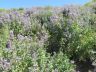 Nepeta formosa Kudr..JPG