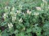 Scutellaria .JPG