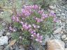 Scutellaria grandiflora Sims .JPG