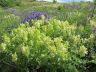 Scutellaria supina L. .JPG