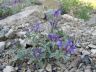 Scutellaria tuvensis Jus. .JPG