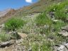 Nepeta podostachys Таджикистан.JPG