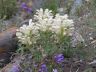 Panzerina lanata subsp. argyraceae. Тува .jpg