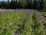 DSC04759.JPG