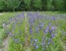 DSC06867.JPG