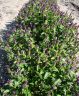 DSC07024.JPG