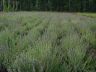 DSC07517.JPG
