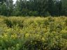 DSC07523.JPG
