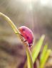 ladybird01.jpg